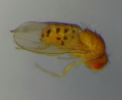 Drosophila transversa