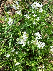 Stenaria nigricans