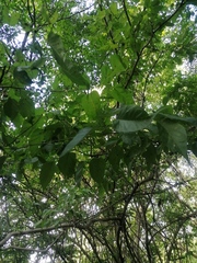 Maclura tinctoria