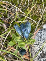 Gentiana glauca