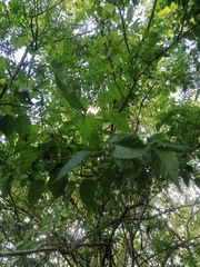 Maclura tinctoria