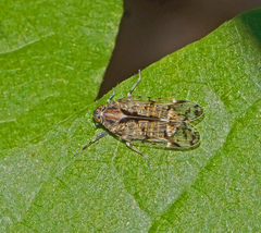 Melanoliarus placitus