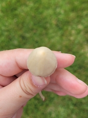 Conocybe apala