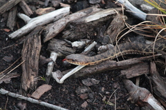 Thamnophis sirtalis pallidulus