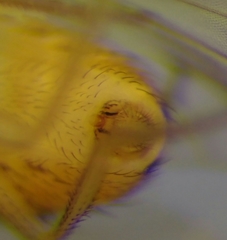 Drosophila transversa