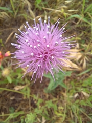 Cirsium texanum