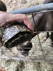 Terrapene carolina