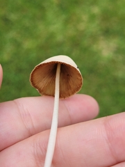 Conocybe apala