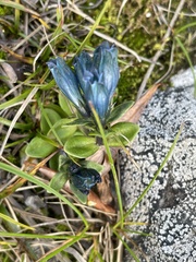 Gentiana glauca