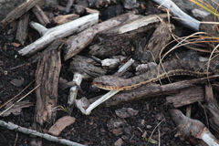 Thamnophis sirtalis pallidulus