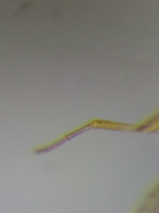 Drosophila transversa