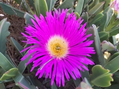 Carpobrotus quadrifidus