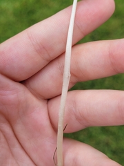 Conocybe apala