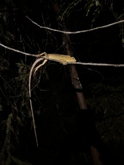Calotes emma