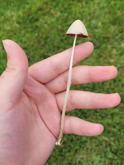 Conocybe apala