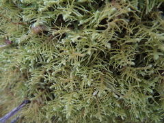 Thuidiopsis