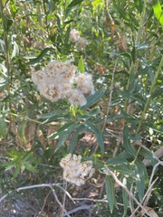 Baccharis salicifolia