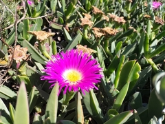 Carpobrotus quadrifidus