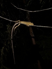 Calotes emma