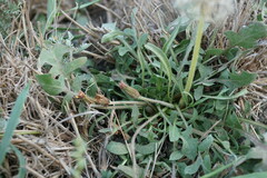 Taraxacum bessarabicum