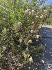 Baccharis salicifolia