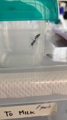 Pseudomyrmex gracilis