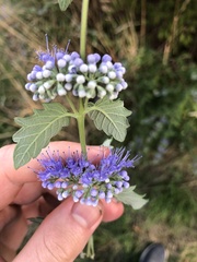 Caryopteris × clandonensis