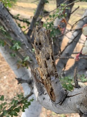 Pseudomyrmex gracilis