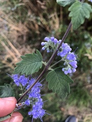 Caryopteris × clandonensis