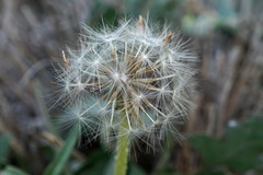 Taraxacum bessarabicum
