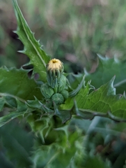 Sonchus asper