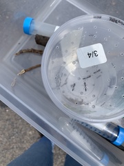 Pseudomyrmex gracilis