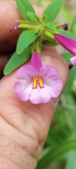 Diplacus torreyi