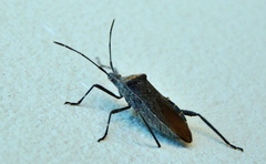 Phthiacnemia picta