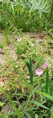 Diplacus torreyi