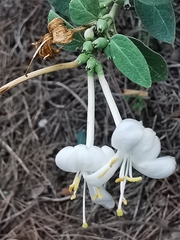 Lonicera