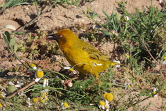 Ploceus capensis