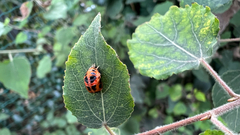 Harmonia axyridis