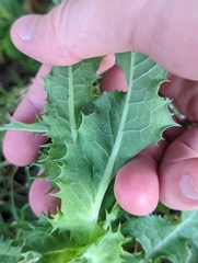 Sonchus asper