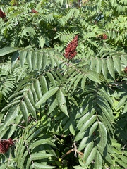 Rhus glabra
