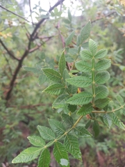 Bursera palmeri