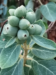 Lonicera