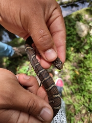Thamnophis sumichrasti