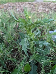 Sonchus asper