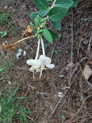 Lonicera
