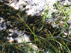 Carex tuckermanii