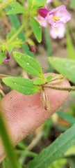 Diplacus torreyi