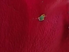 Chlorochroa persimilis