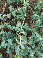 Lonicera
