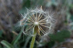 Taraxacum bessarabicum